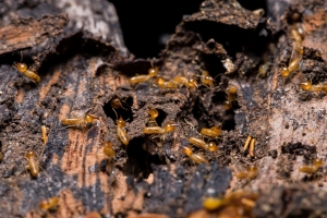 Colonie de termites dans le bois