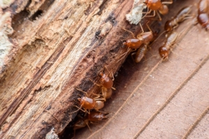 Termites dans du bois