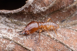 Termite sur une feuille